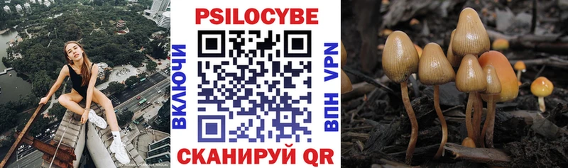 Купить  Саяногорск  Псилоцибиновые грибы Psilocybe 